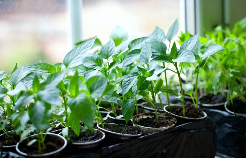 Розсада перцю