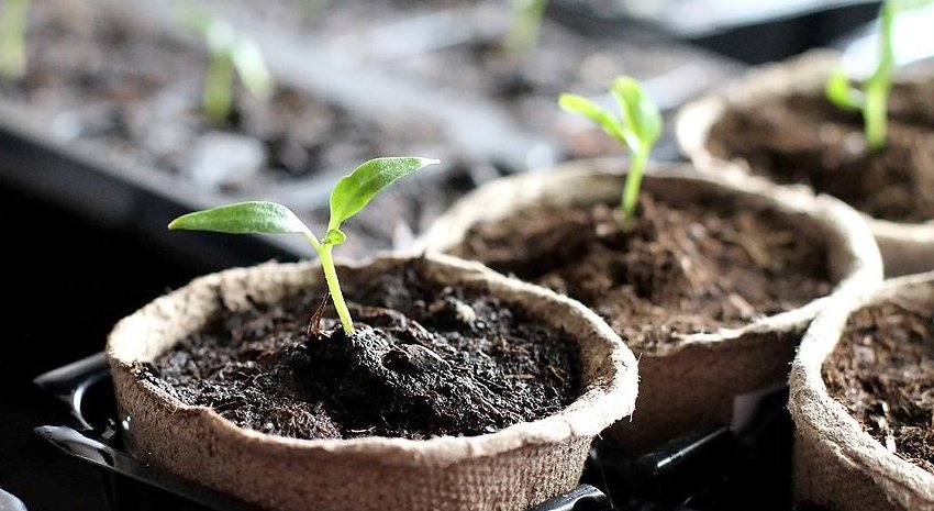 Висадка розсади перцю в горщик