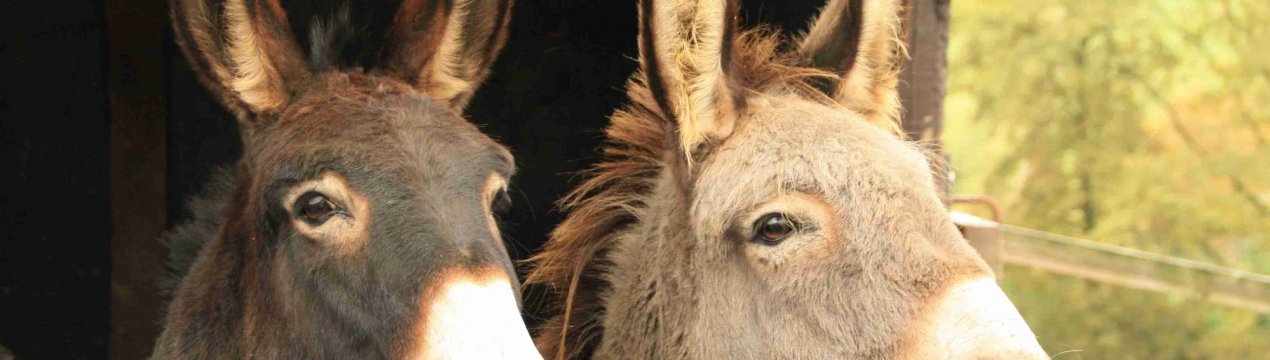 Ослине молоко забезпечує вінницьких студентів високими гонорарами