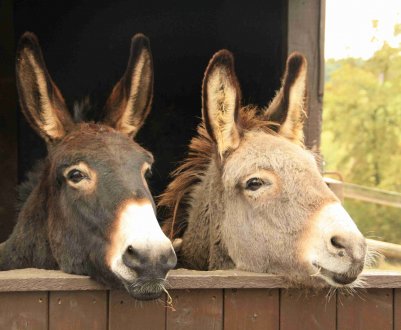 Ослине молоко забезпечує вінницьких студентів високими гонорарами