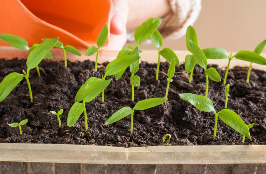 Полив розсади перцю