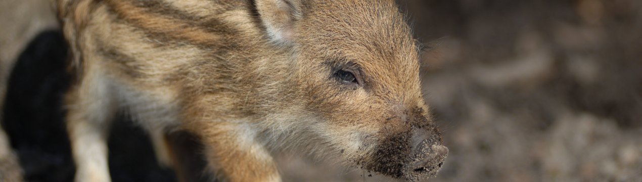 У Закарпатських лісах йде боротьба проти свинячої чуми