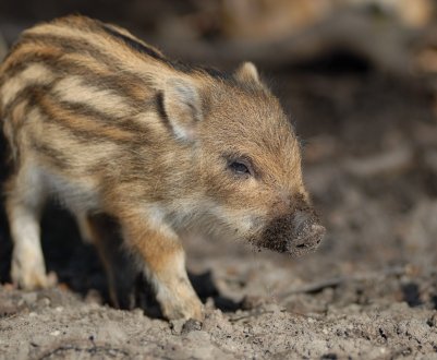 У Закарпатських лісах йде боротьба проти свинячої чуми