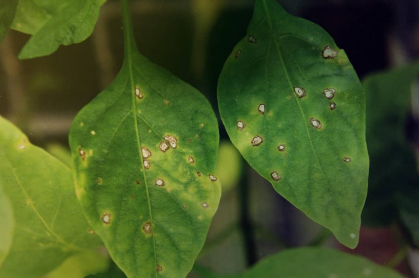 Плямистість на листках перцю