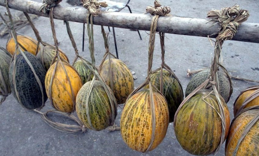 Зберігання дині Зберігання дині