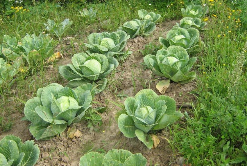 Оптимальні строки посіву насіння Оптимальні строки посіву насіння