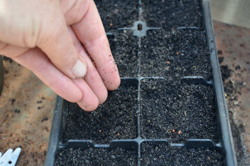 Посів насіння капусти Посів насіння капусти