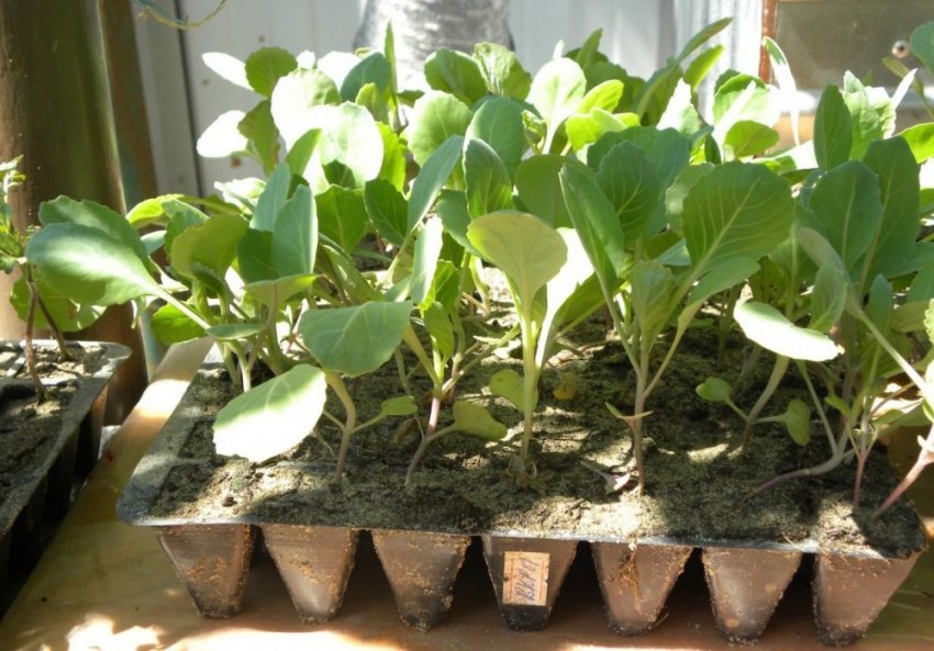 Загартовування розсади капусти Загартовування розсади капусти