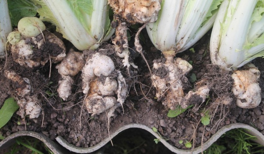 Кила капусти Кила капусти