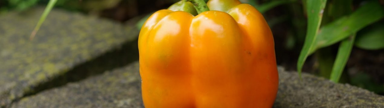 Перець Помаранчеве диво: опис і особливості вирощування сорту
