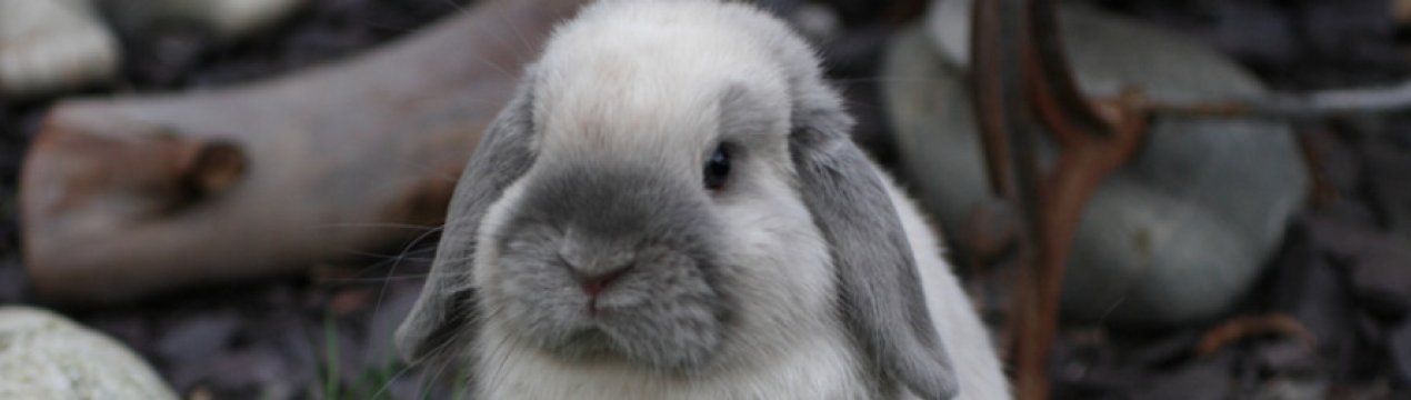Шиншиловий кролик: опис породи, утримання та догляд