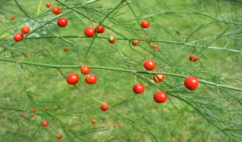 Спаржа лікарська Спаржа лікарська