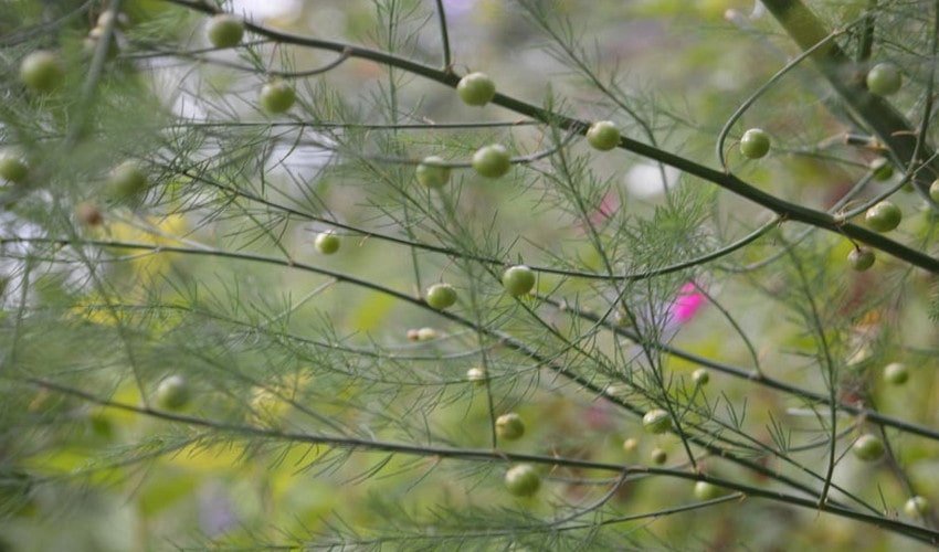 Спаржа лікарська Спаржа лікарська