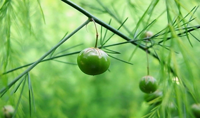 Спаржа лікарська Спаржа лікарська