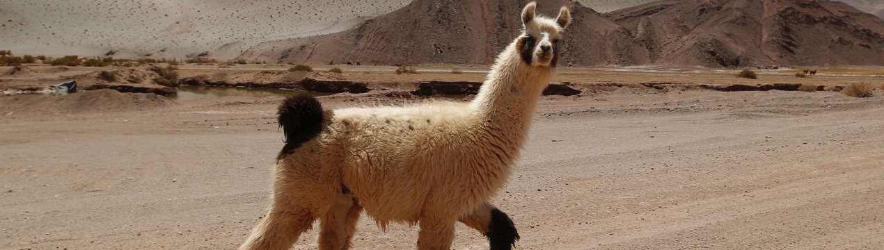 На російських столах з'явиться печеня з лами?