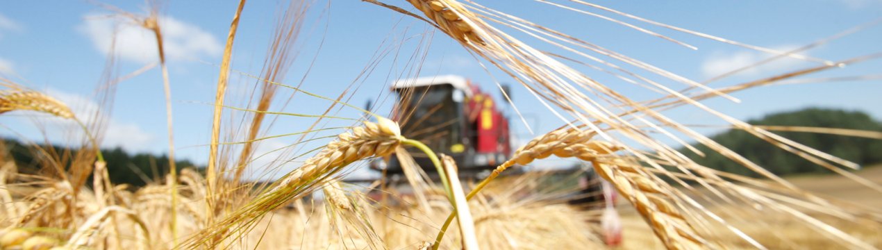 Узбеки-рекордсмени дякують українських фермерів за слушні поради