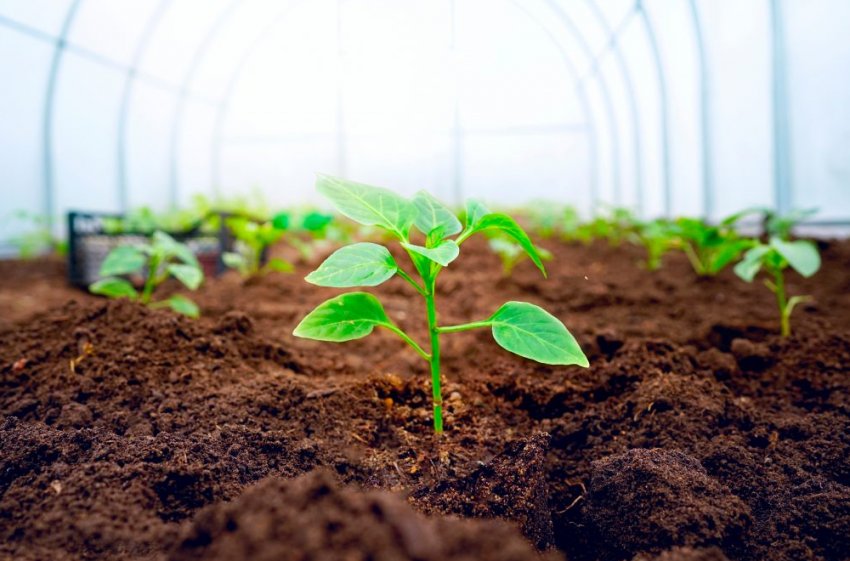 Перець Перець