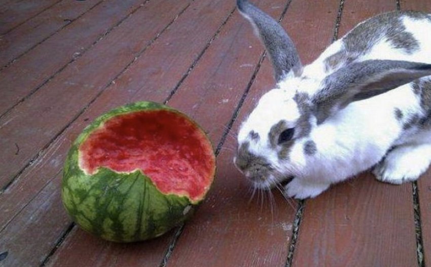Яблоки кроликам можно давать. Кролик с арбузом. Кролик ест Арбуз. Кролик есть ар. Кролик кушает Арбуз.