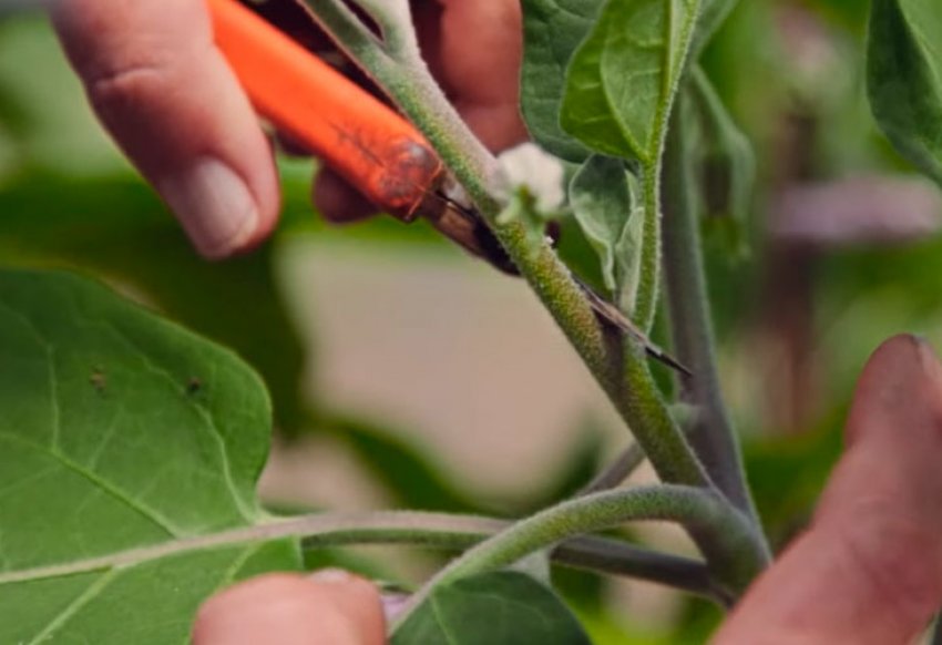 Обрізка перцю Обрізка перцю