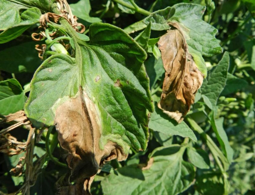 Фітофтора Фітофтора