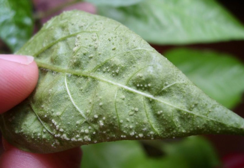 Грибок Грибок