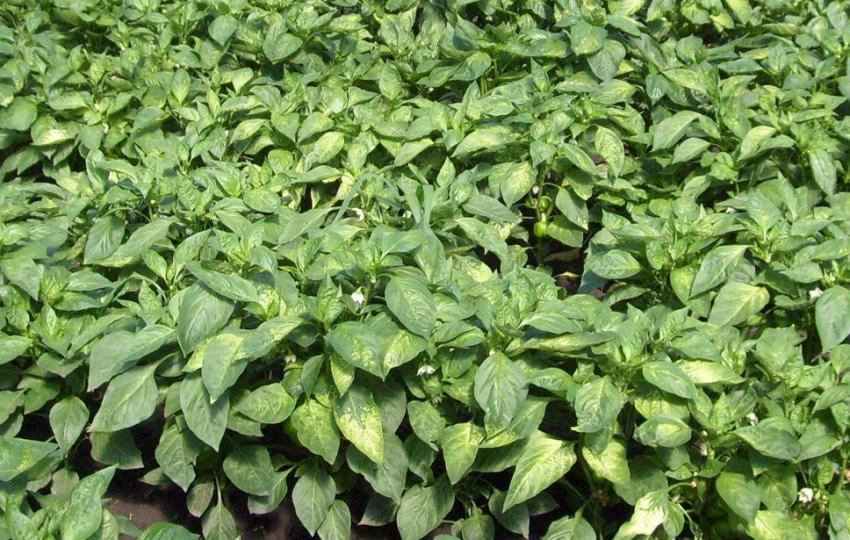 Вірусна мозаїка Вірусна мозаїка