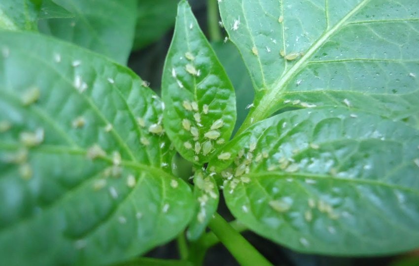 Попелиці Попелиці