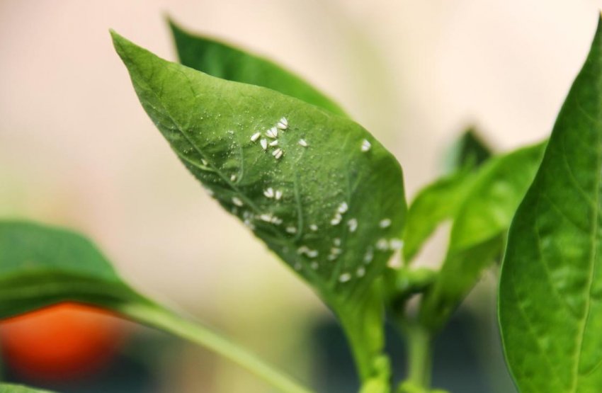 Білокрилки Білокрилки