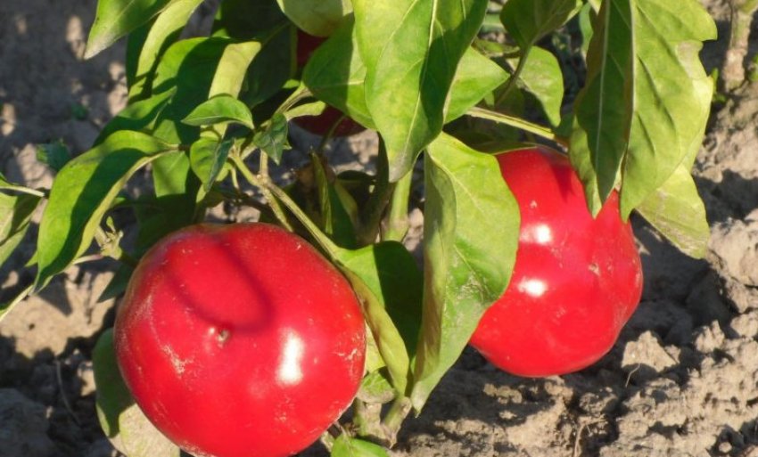 Перець сорту Колобок Перець сорту Колобок