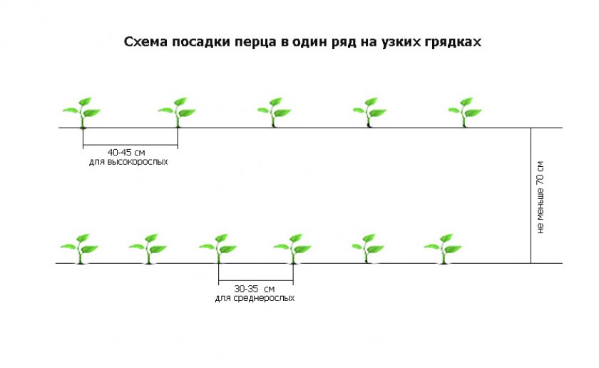 Схема посадки перца Схема посадки перца