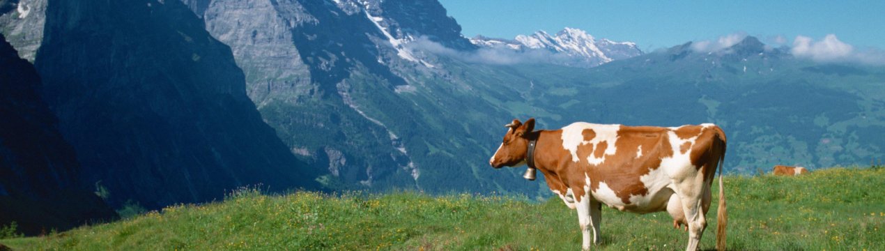 Швейцарські корови вперлися рогами в... референдум