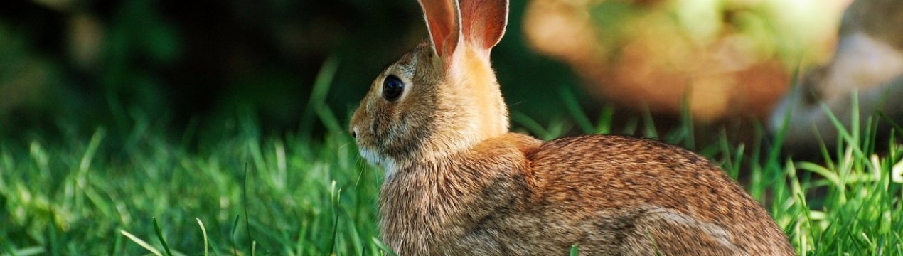 Кокцидиоз у кроликов: симптомы, лечение и профилактика, можно ли есть мясо больного кролика?