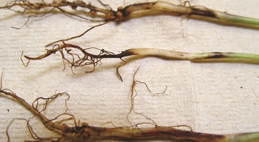 Чорна ніжка Чорна ніжка