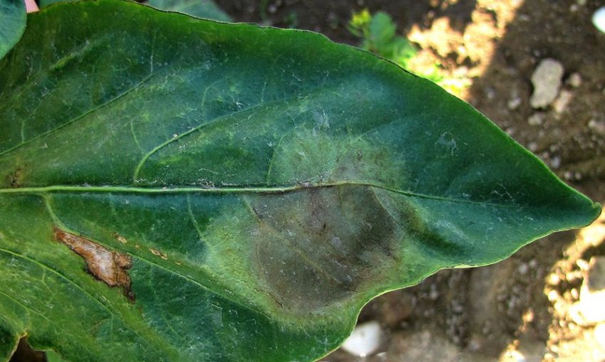 Сіра гниль Сіра гниль