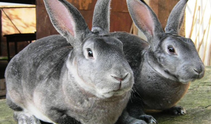 Шиншиловий кролик Шиншиловий кролик