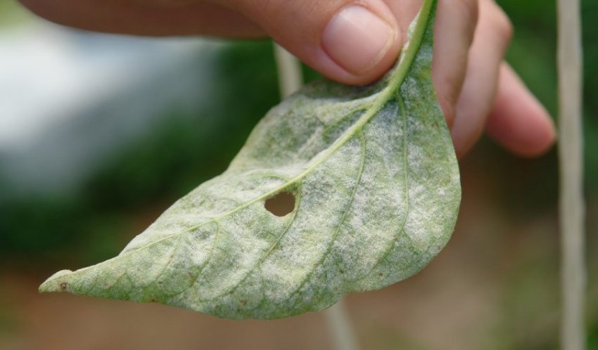 Борошниста роса Борошниста роса