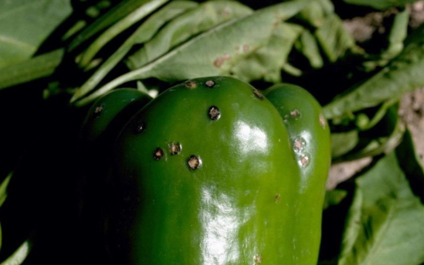 Чорна плямистість Чорна плямистість