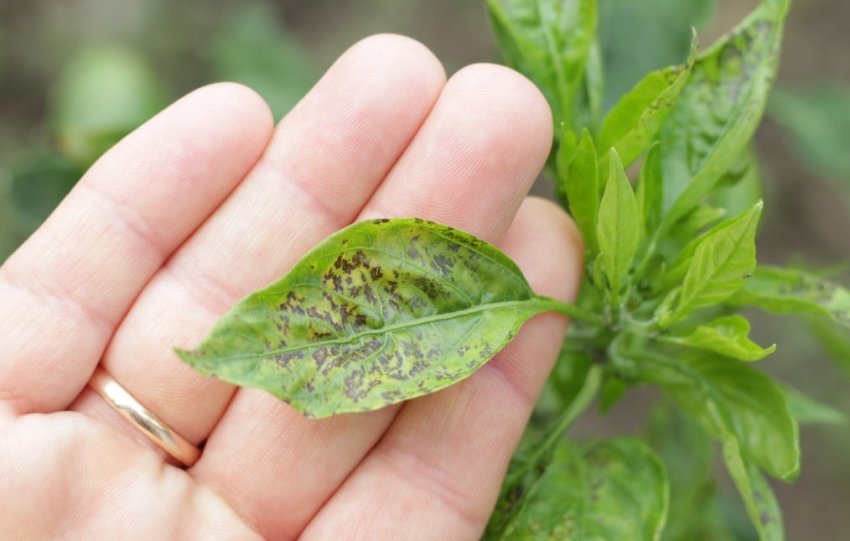 Бактеріальний рак Бактеріальний рак