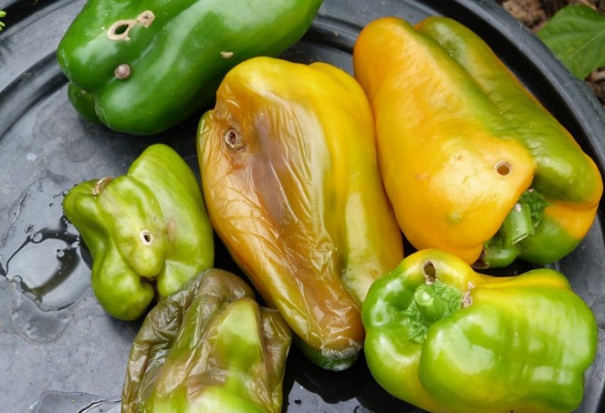 Бактеріальна гнилизна Бактеріальна гнилизна