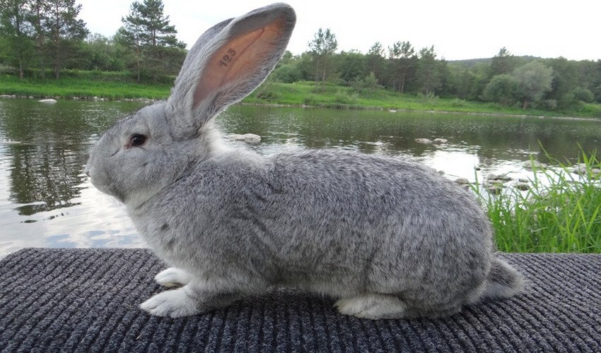 Шиншиловий кролик Шиншиловий кролик