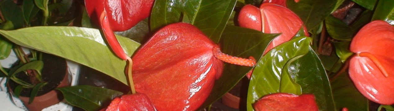 Антуріум Шерцера: догляд в домашніх умовах