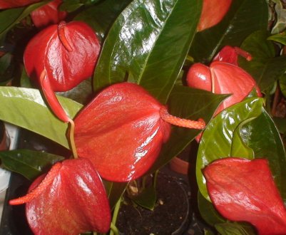 Антуріум Шерцера: догляд в домашніх умовах