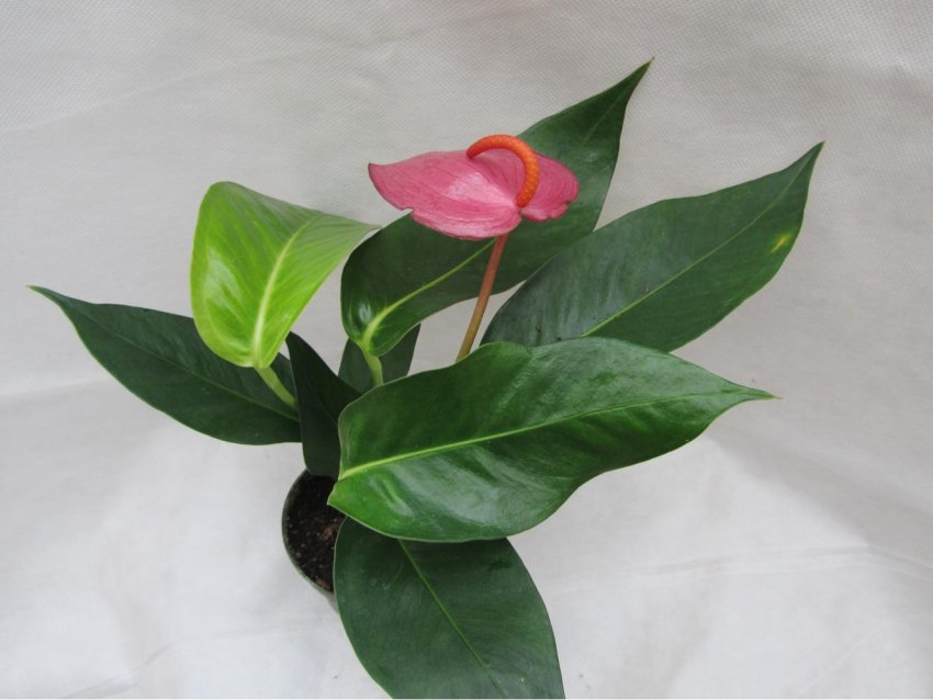 Антуріум лачетті