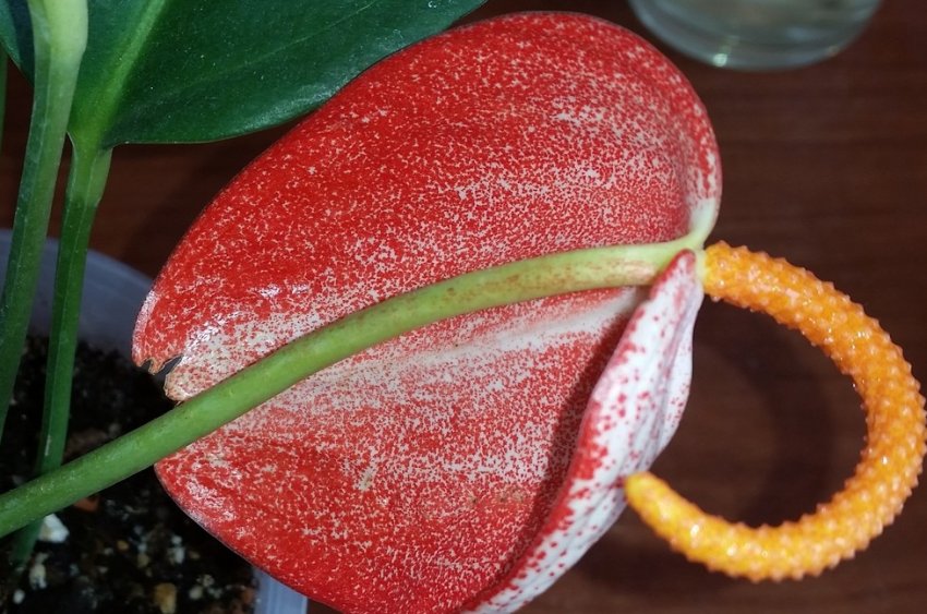 Антуріум графіті