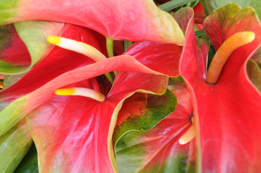 Антуріум гаваї