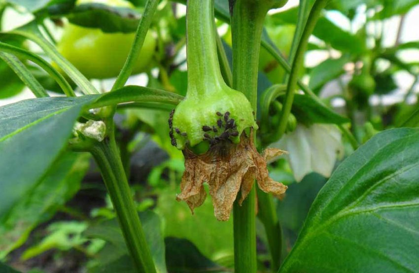 Попелиця на перці Попелиця на перці