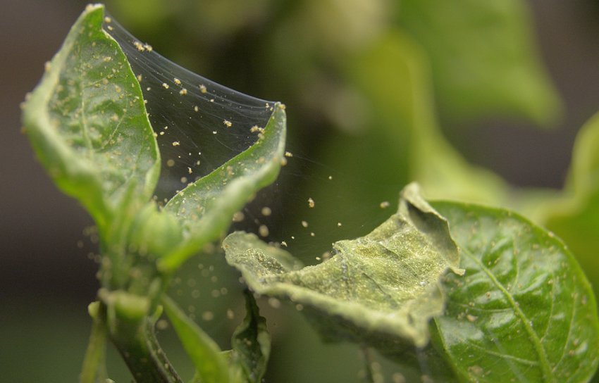 Павутинний кліщ Павутинний кліщ