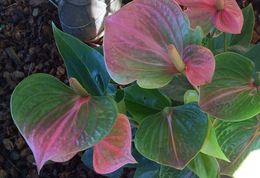 Антуріум рубенс