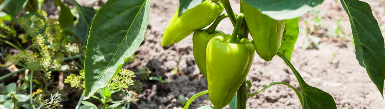 Як правильно формувати кущі перцю