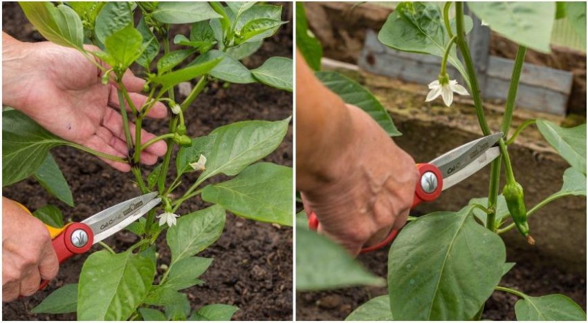 Формування перцю